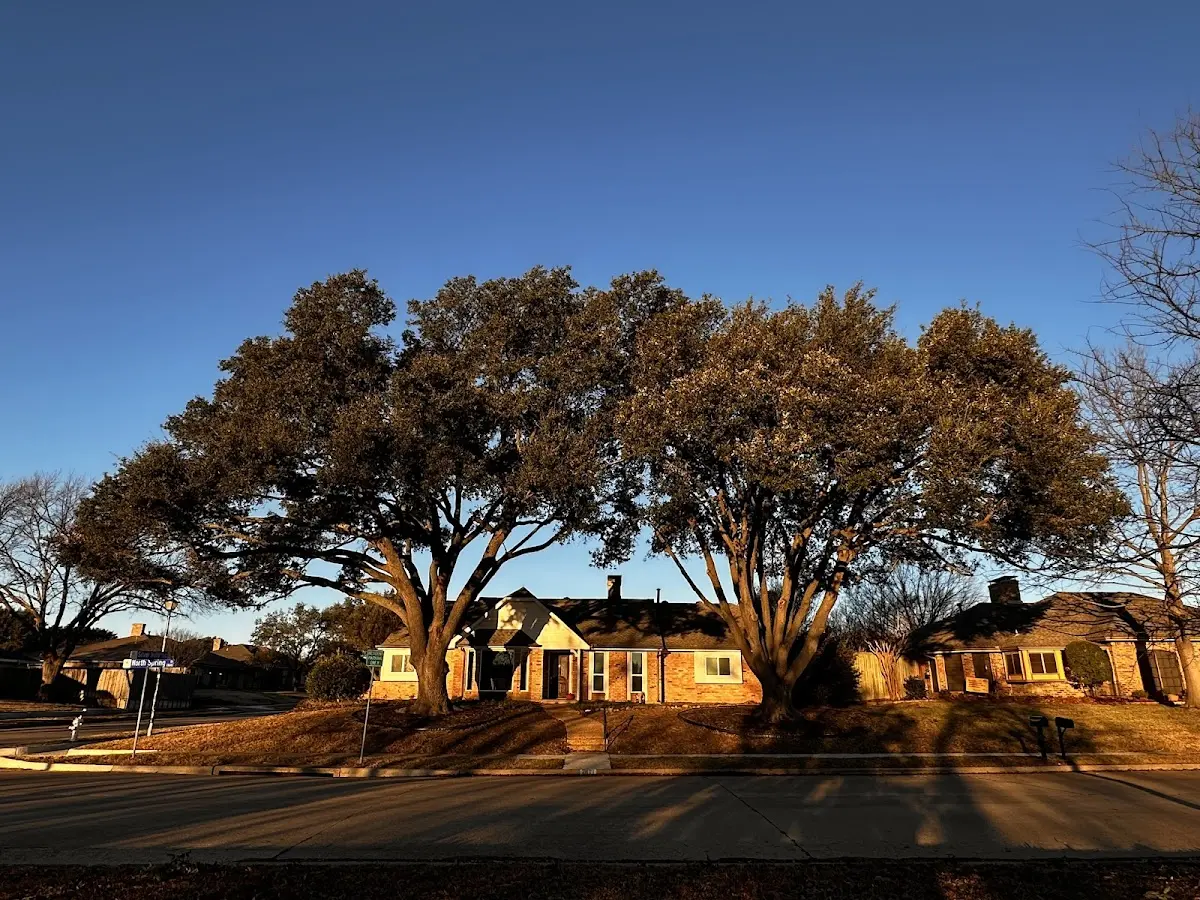 Established residential canopy tree shading a home in Summerdale